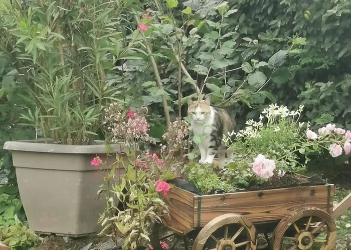 Champagne Проживание в семье *